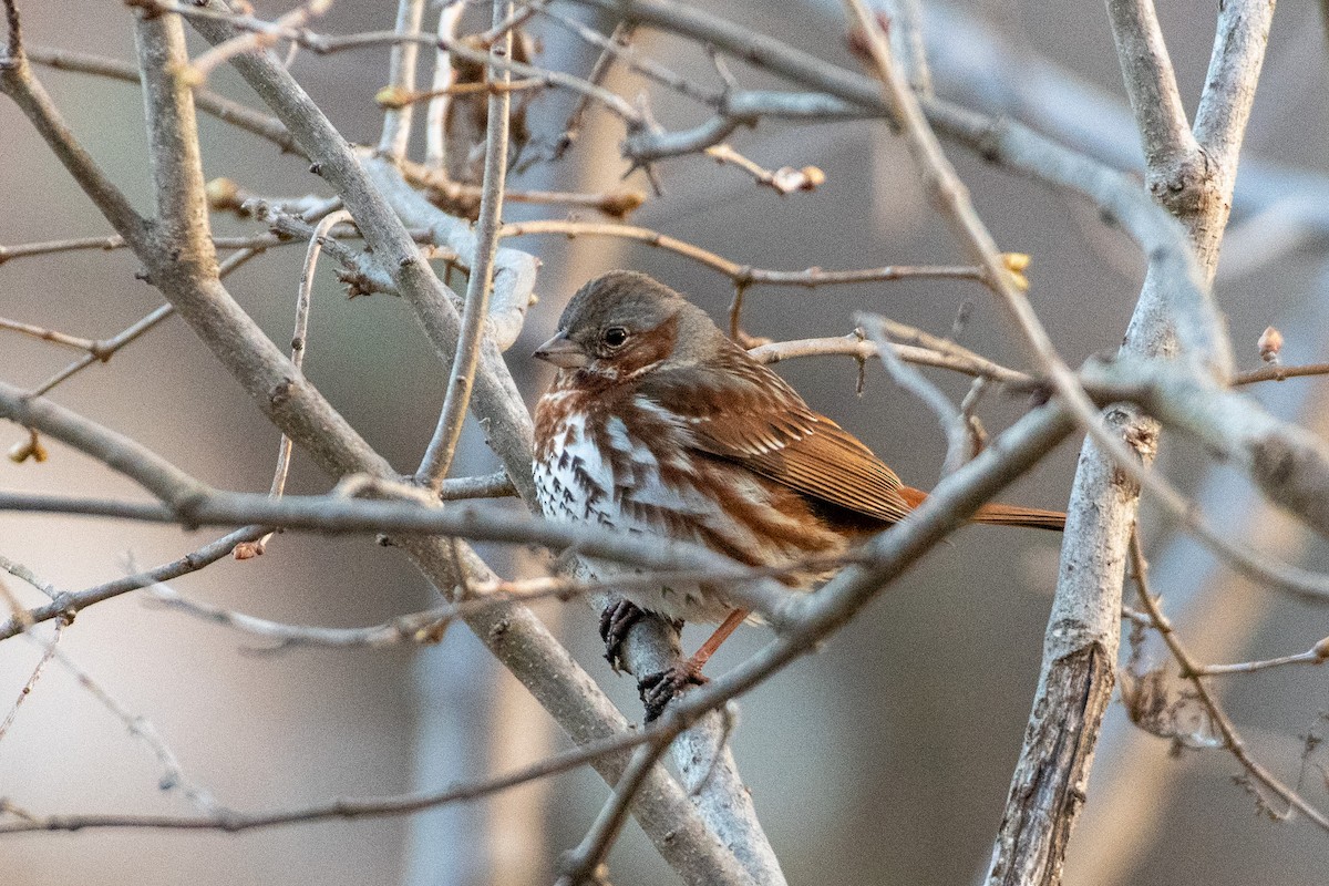 Fox Sparrow (Red) - Jeremy Cushman