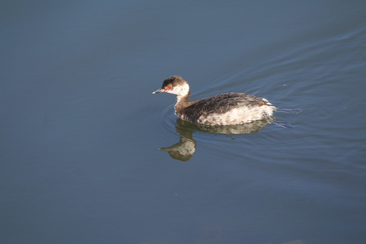 Horned Grebe - ML320709111