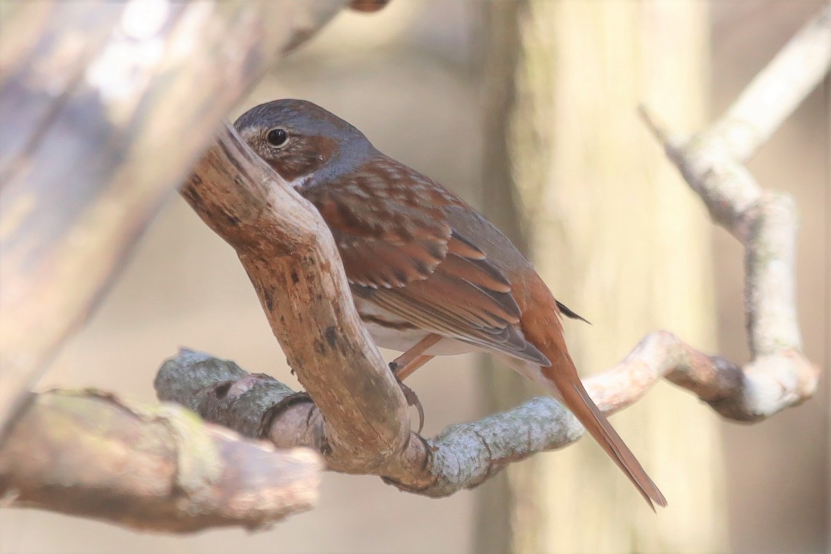 Fox Sparrow (Red) - ML320709501