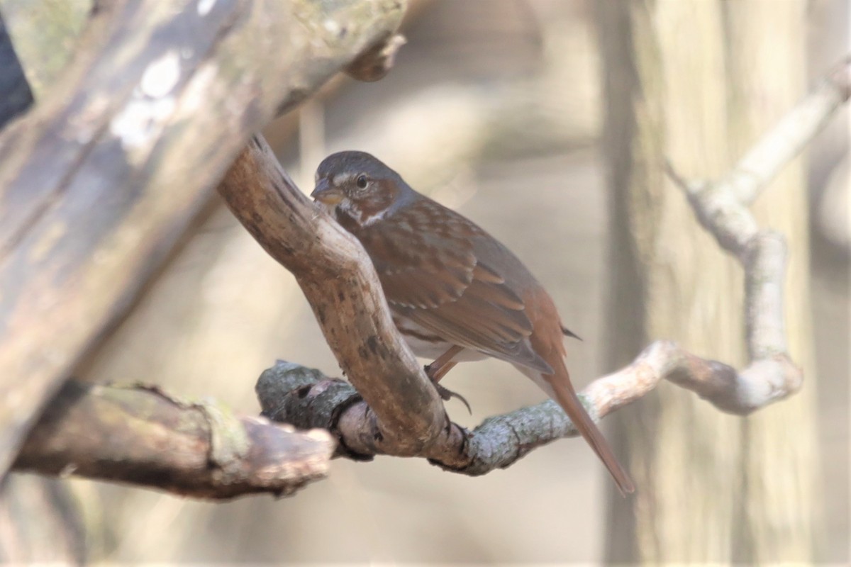 Fox Sparrow (Red) - ML320709511