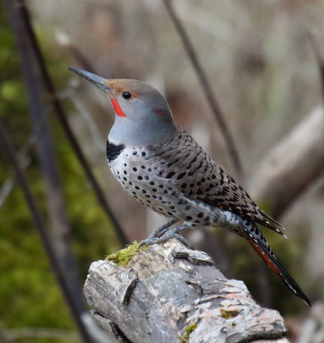 Northern Flicker (Red-shafted) - Greg Gillson