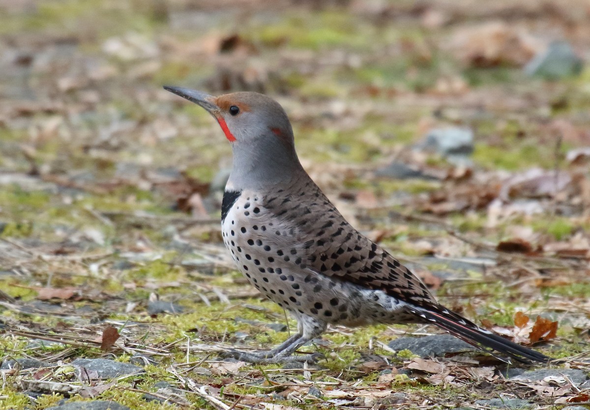 Northern Flicker (Red-shafted) - Greg Gillson