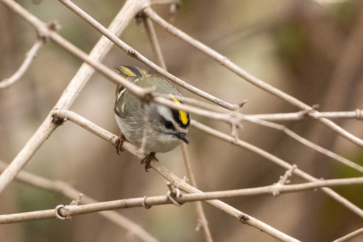 Golden-crowned Kinglet - ML320711421