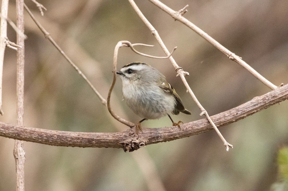 Golden-crowned Kinglet - ML320711471