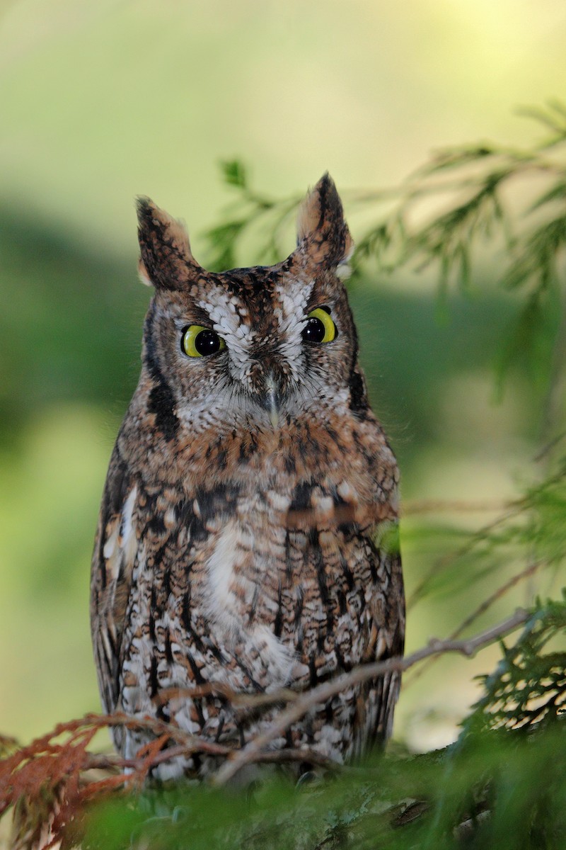 Western Screech-Owl - ML320711611