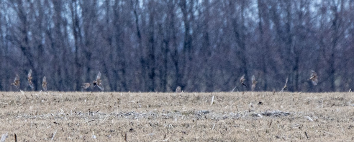 Horned Lark - ML320711661