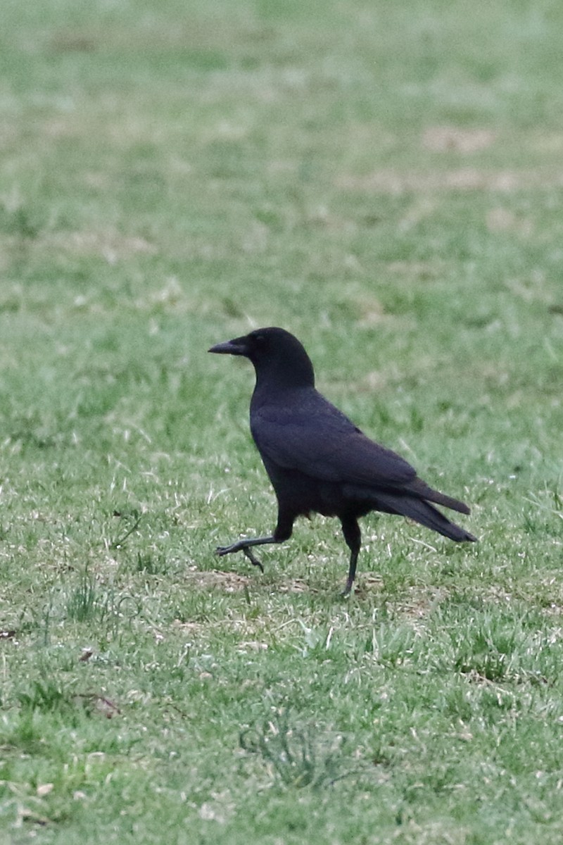 American Crow - ML320711751