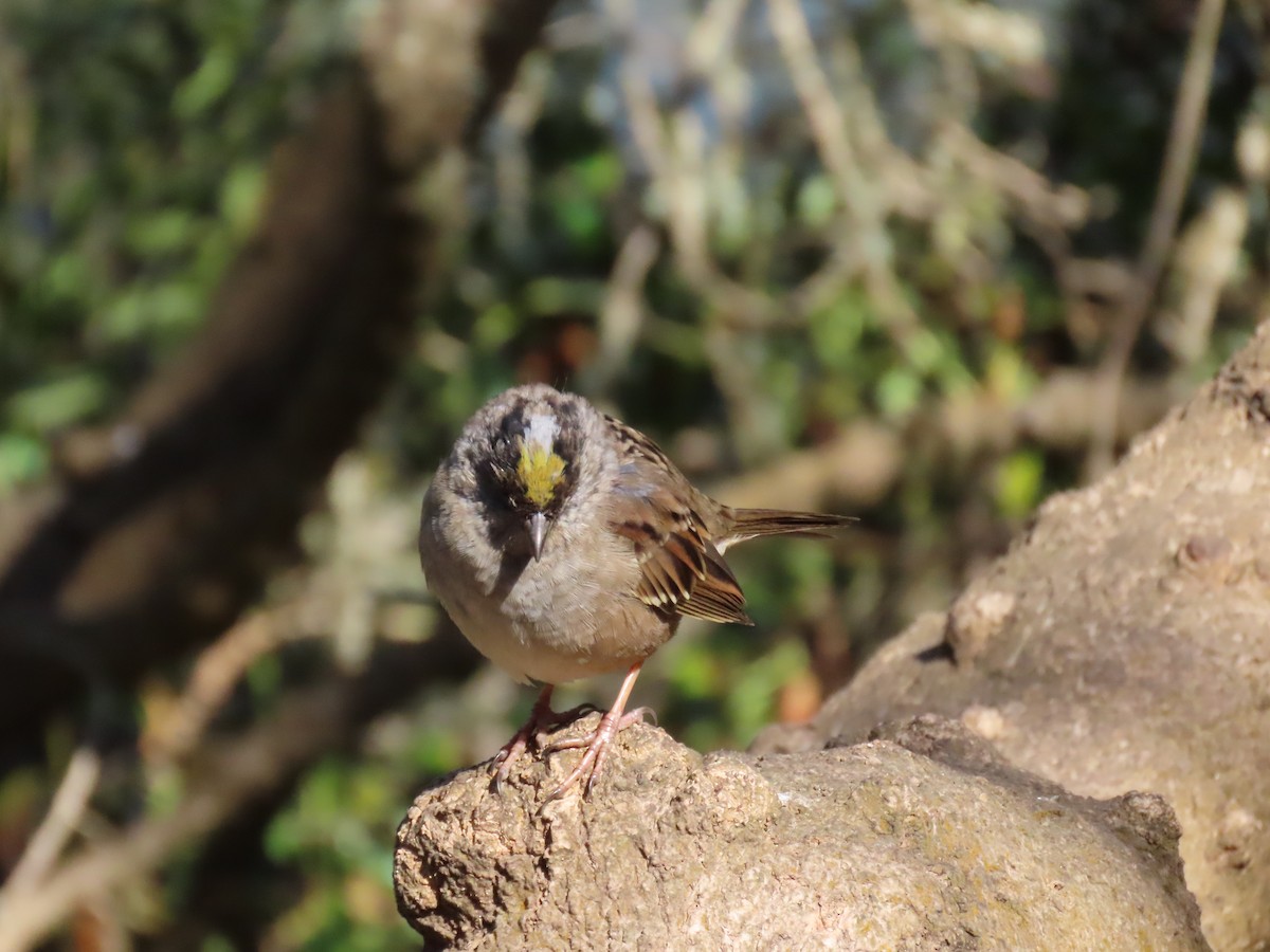 Golden-crowned Sparrow - Robbie Fischer