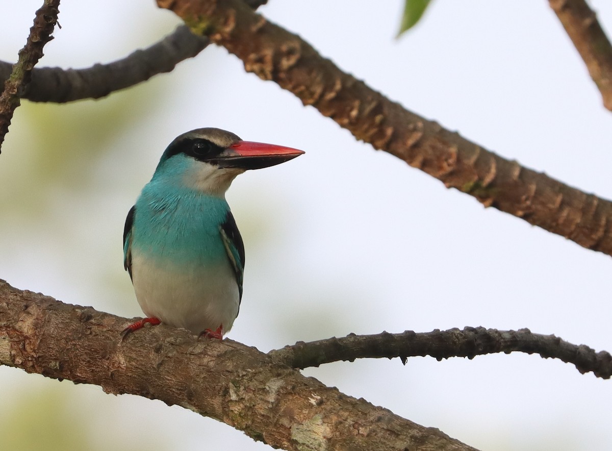 Blue-breasted Kingfisher - ML320716261