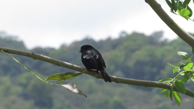 Variable Seedeater - ML320716701