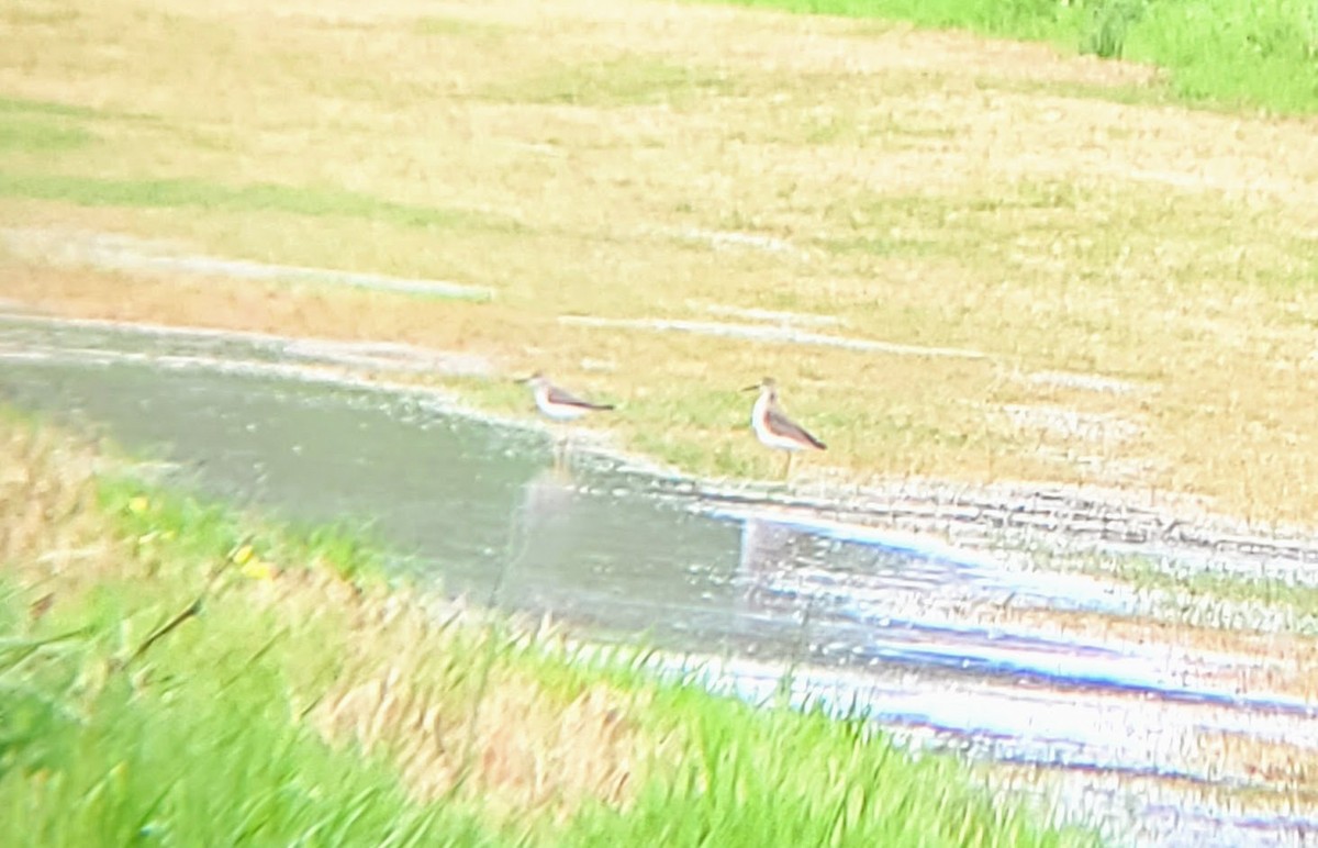 Lesser Yellowlegs - ML320717371
