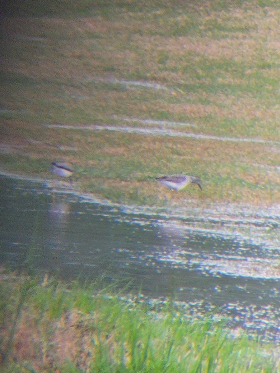 Lesser Yellowlegs - ML320717411
