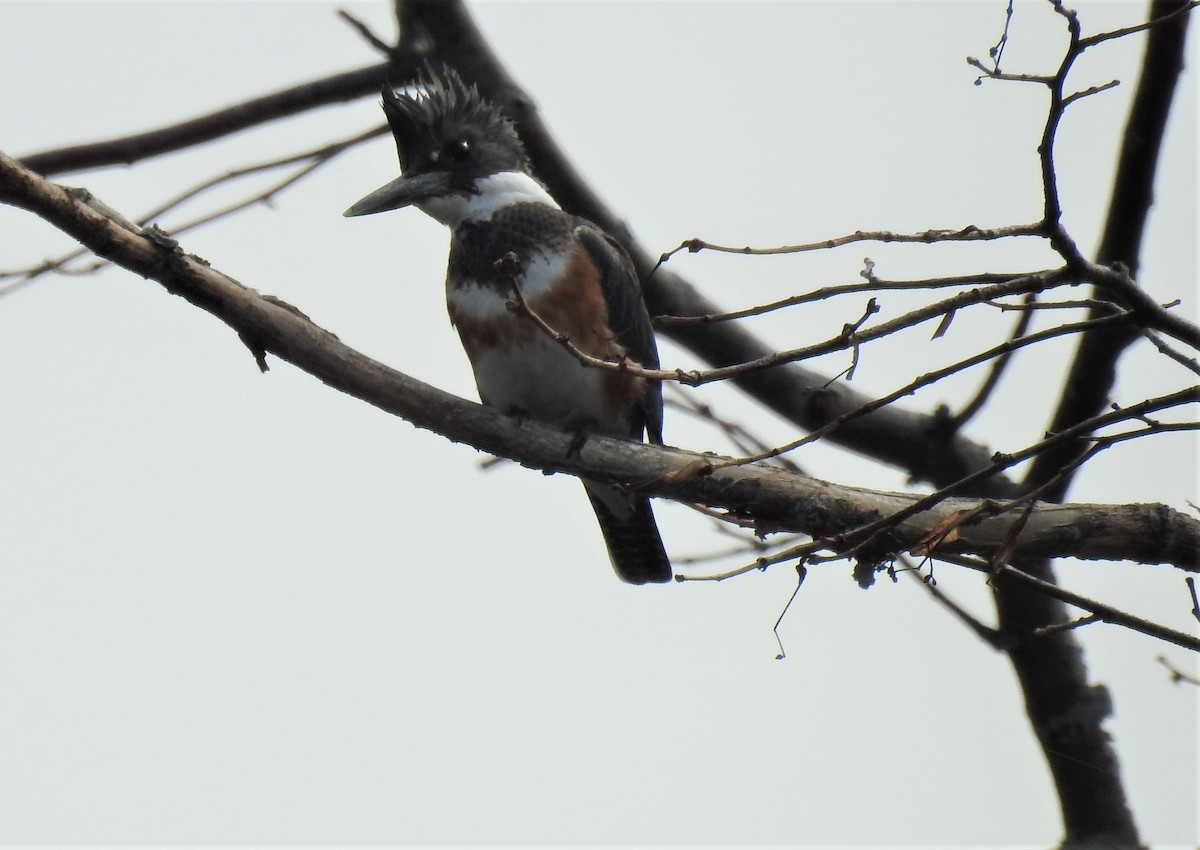 Belted Kingfisher - ML320717801