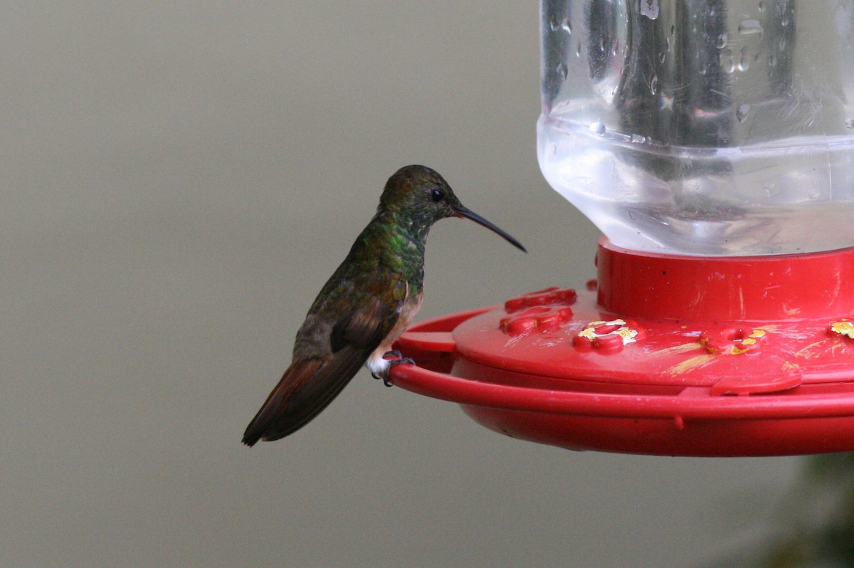 Chestnut-bellied Hummingbird - ML320719301