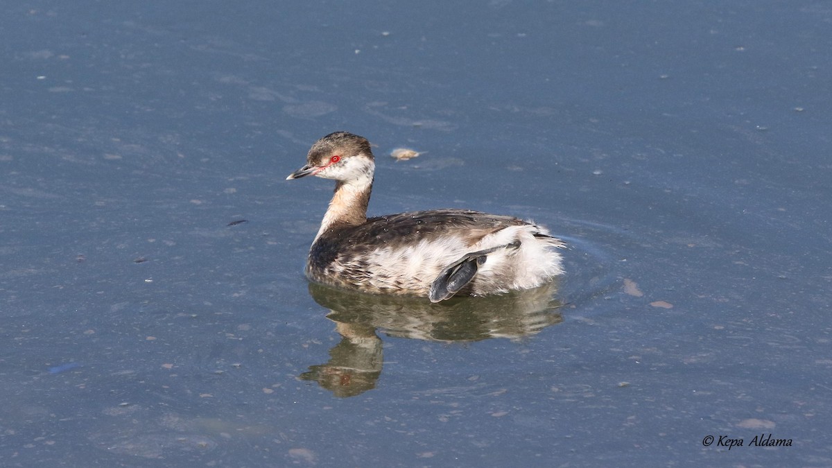 Horned Grebe - ML320720701