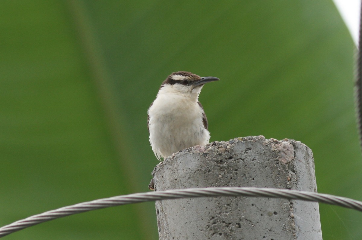 Bicolored Wren - ML320721201