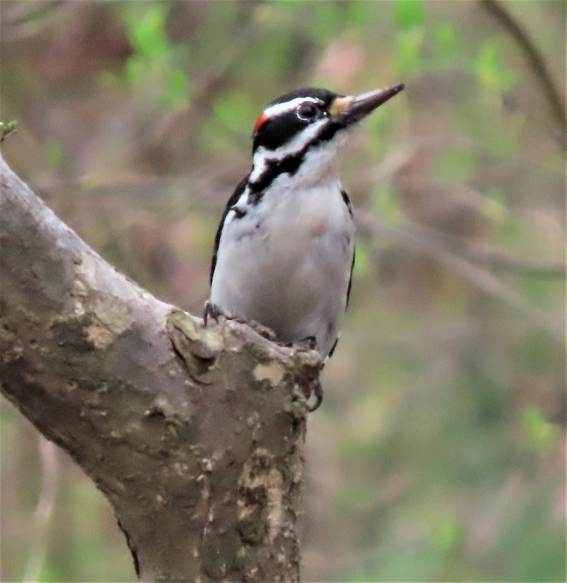 Hairy Woodpecker - ML320721281
