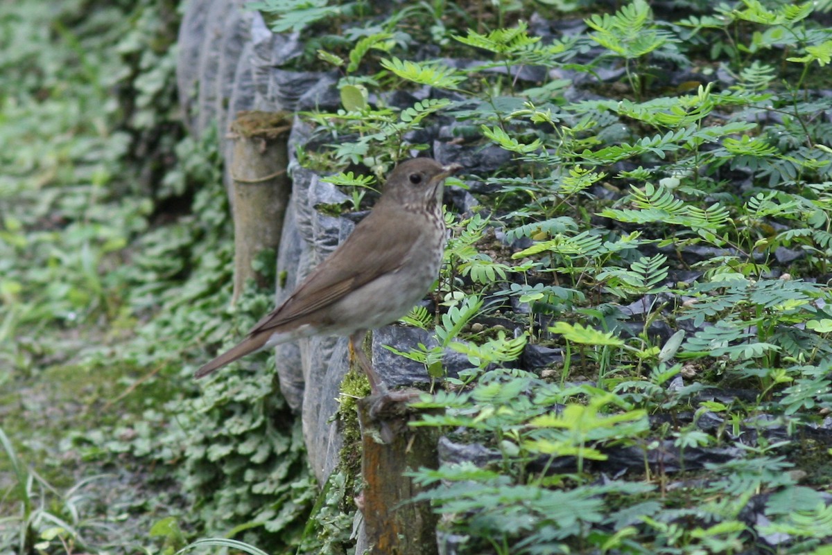 Gray-cheeked Thrush - ML320721311