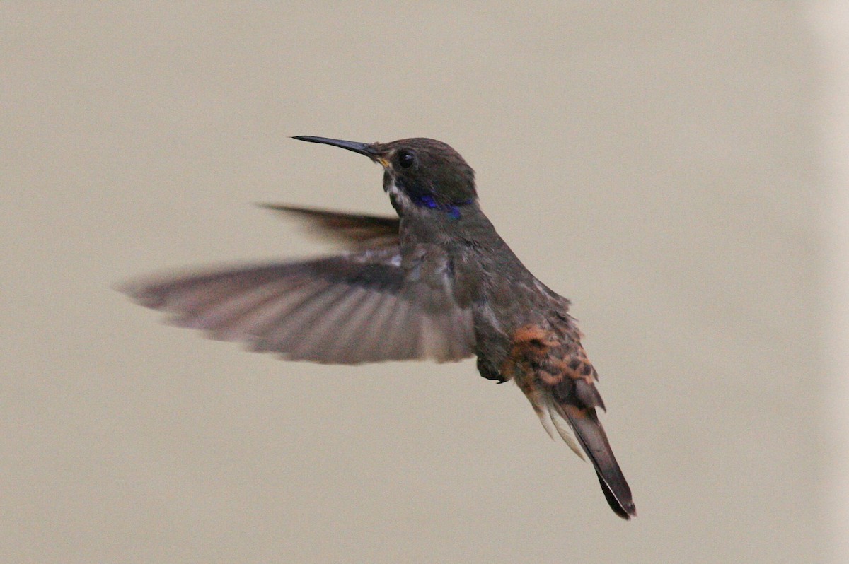 Brown Violetear - ML320721551