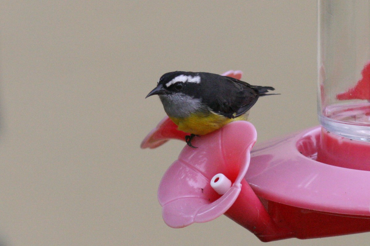 Bananaquit - Justyn Stahl