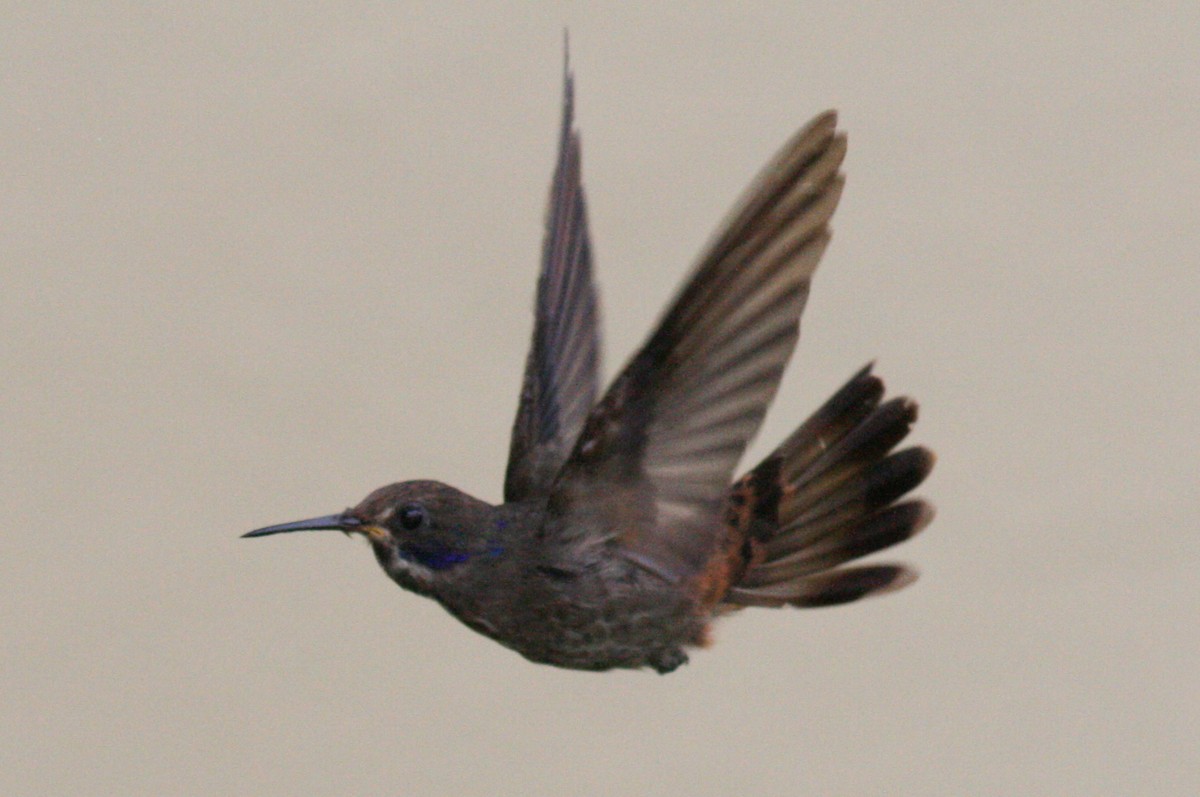 kolibřík fialovouchý - ML320721851
