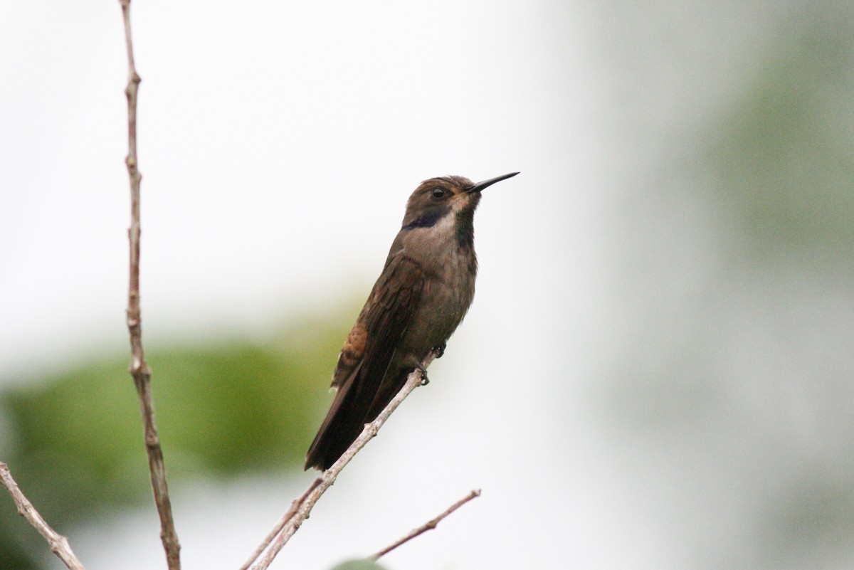 Brown Violetear - ML320722101