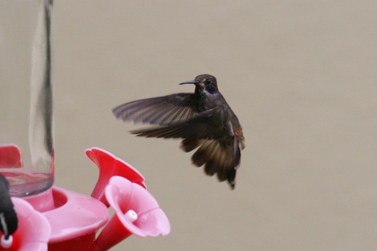 Brown Violetear - ML320722231