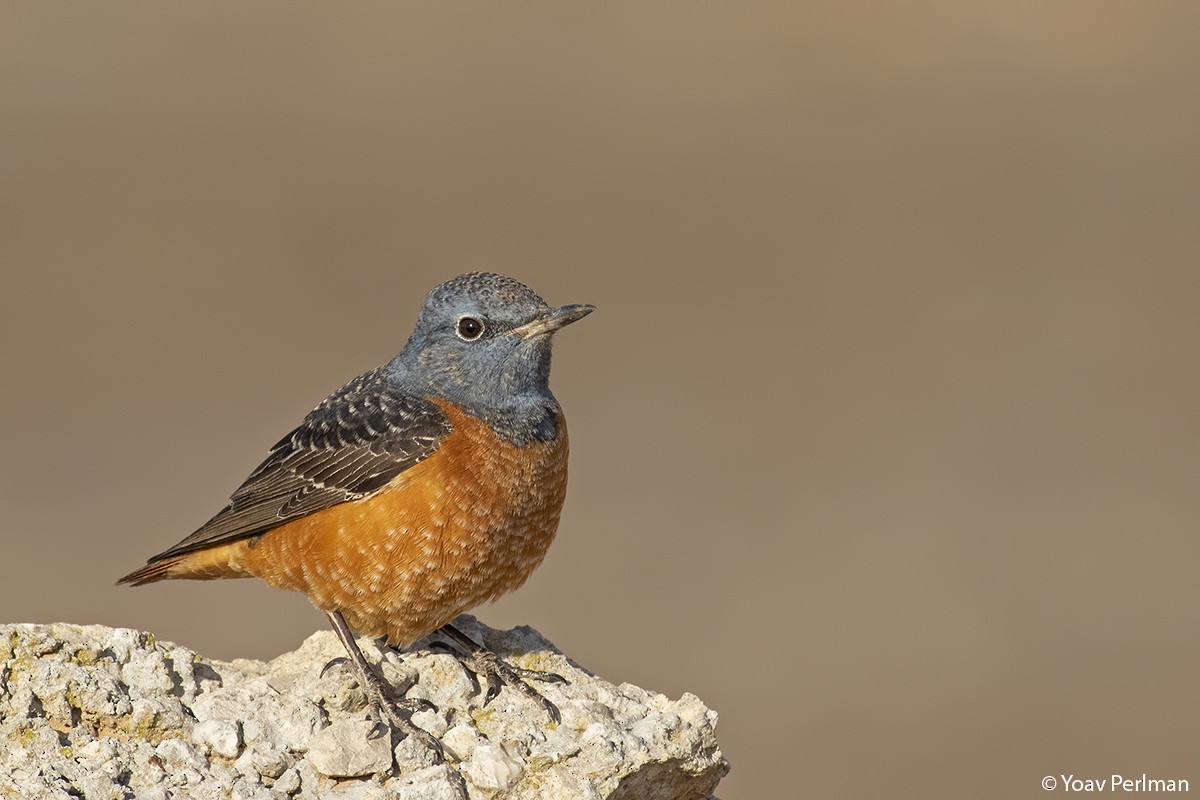 Rufous-tailed Rock-Thrush - Yoav Perlman