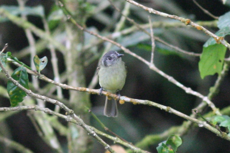 Slaty-capped Flycatcher - ML320724161