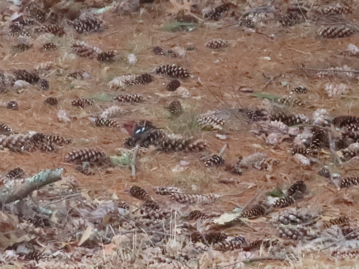 White-winged Crossbill - ML320724301