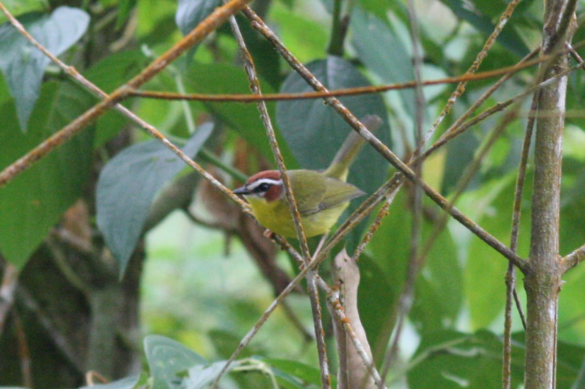 Chestnut-capped Warbler - ML320724311