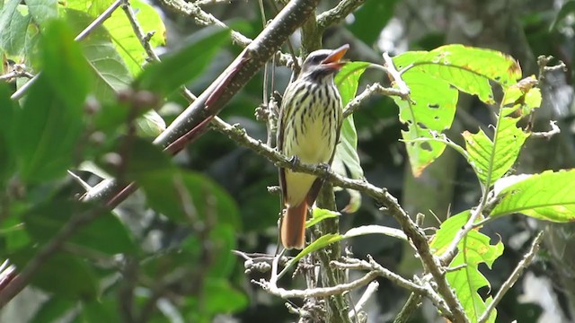 Sulphur-bellied Flycatcher - ML320724581