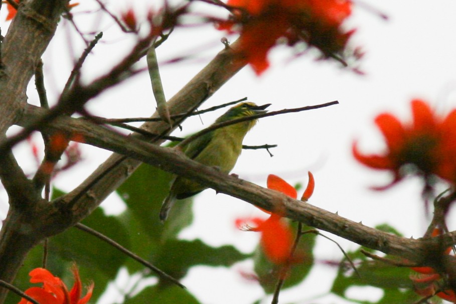 Yellow-browed Shrike-Vireo - ML320724601