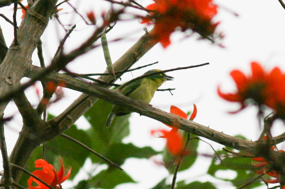 Yellow-browed Shrike-Vireo - ML320724611