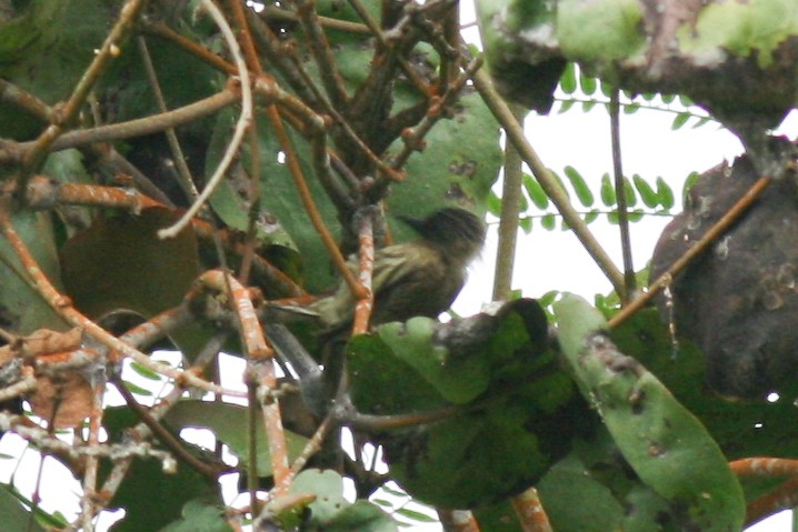 Olivaceous Piculet - ML320724781