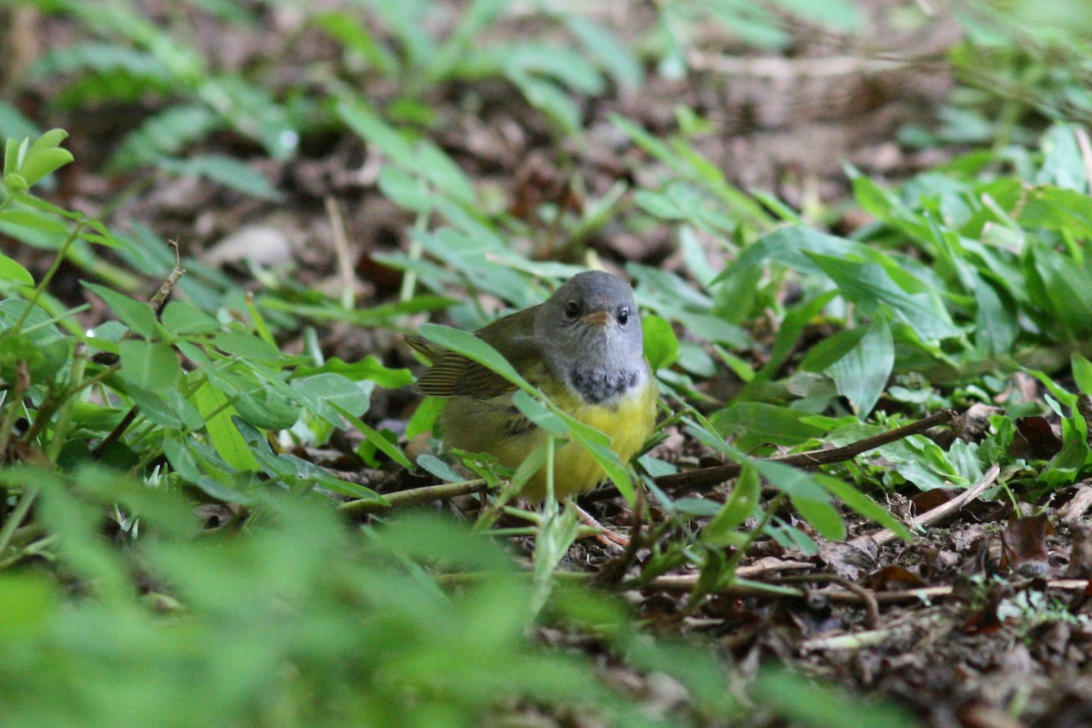 Mourning Warbler - ML320725031