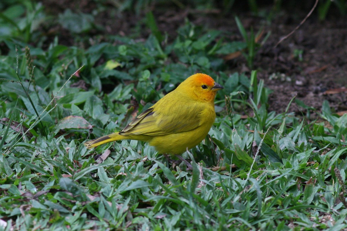 Saffron Finch - ML320725111