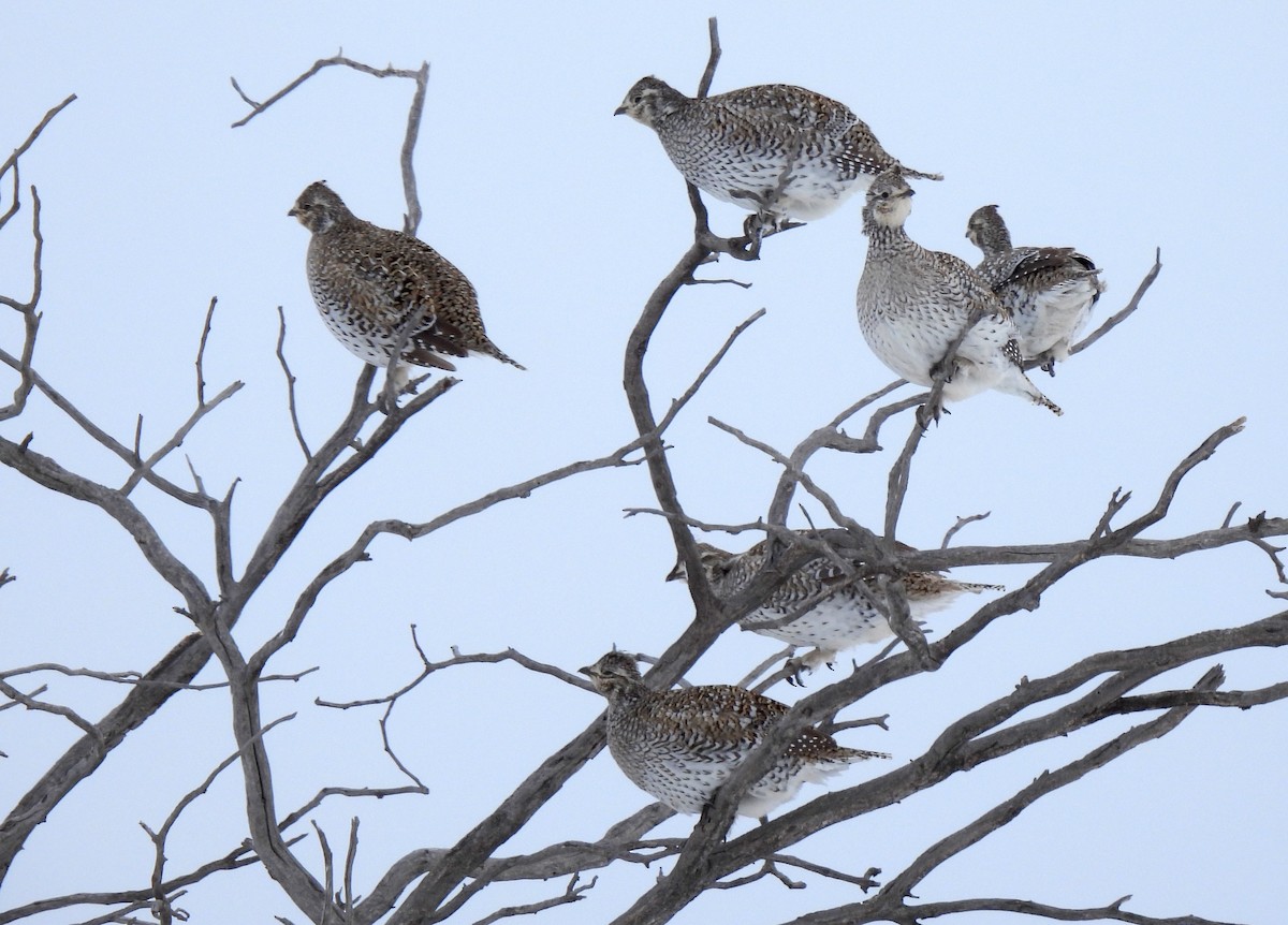 Sharp-tailed Grouse - ML320725221