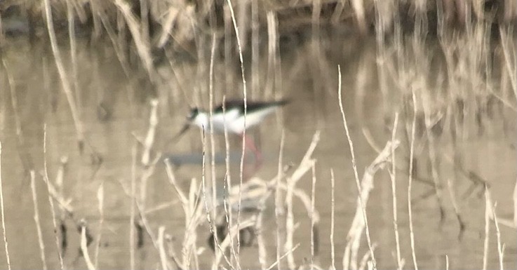 Black-necked Stilt - ML320725461