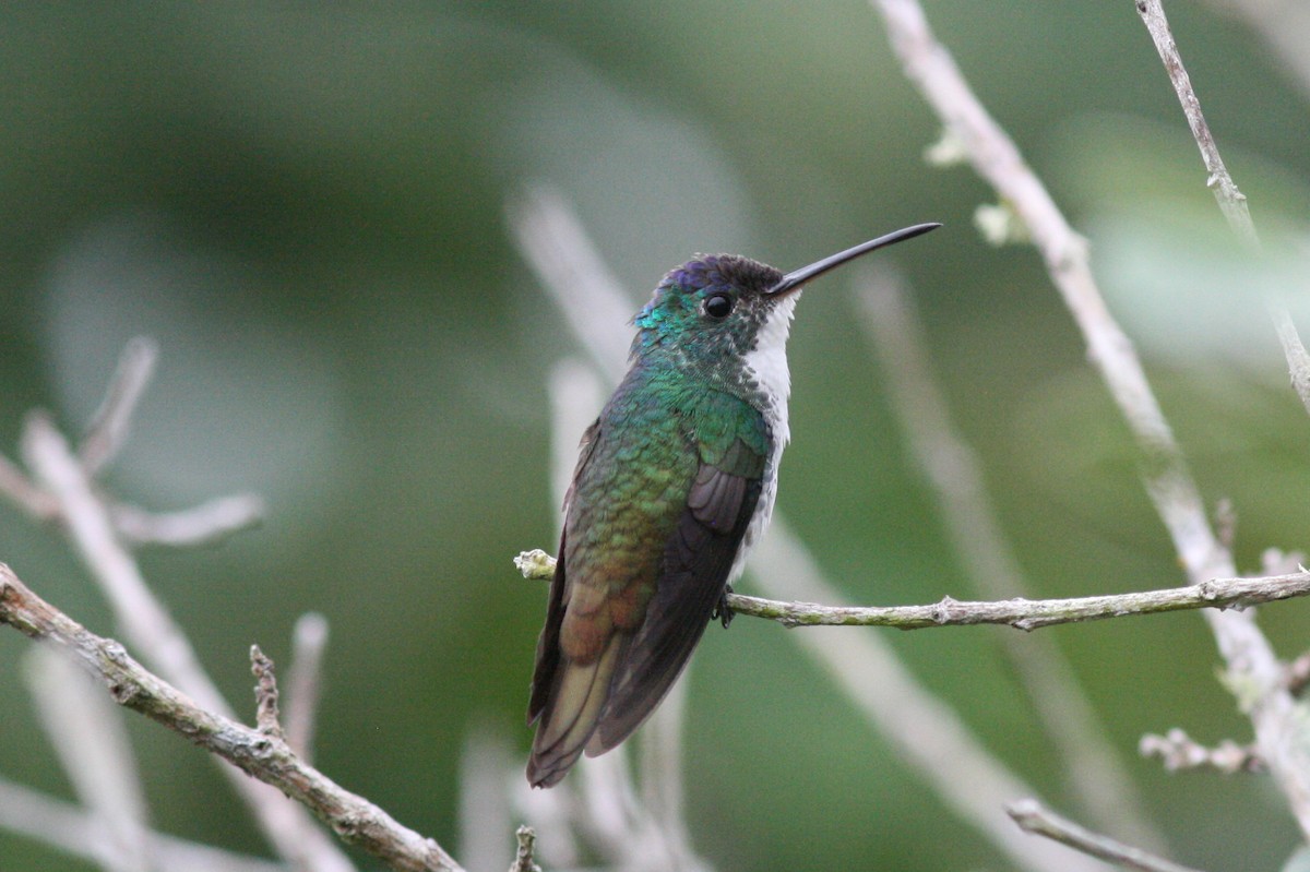 Andean Emerald - ML320725521