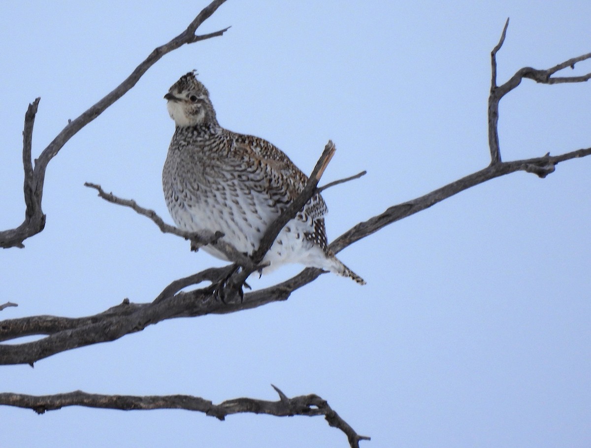 Sharp-tailed Grouse - ML320725921