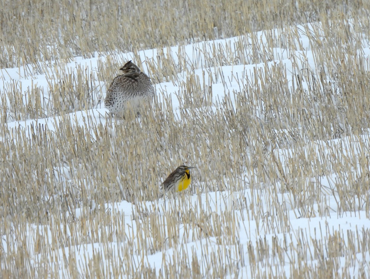 Sharp-tailed Grouse - ML320726031