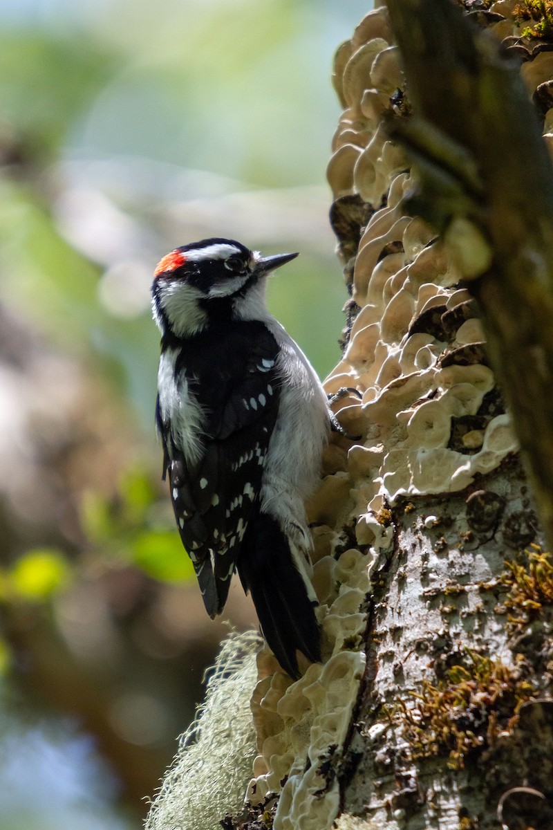 Downy Woodpecker - Pierre Photography