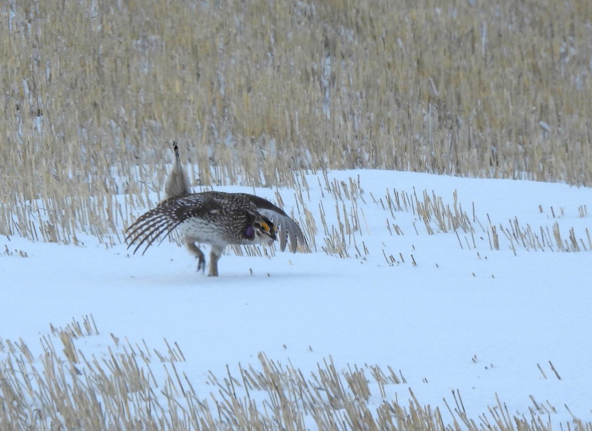 Sharp-tailed Grouse - ML320726231