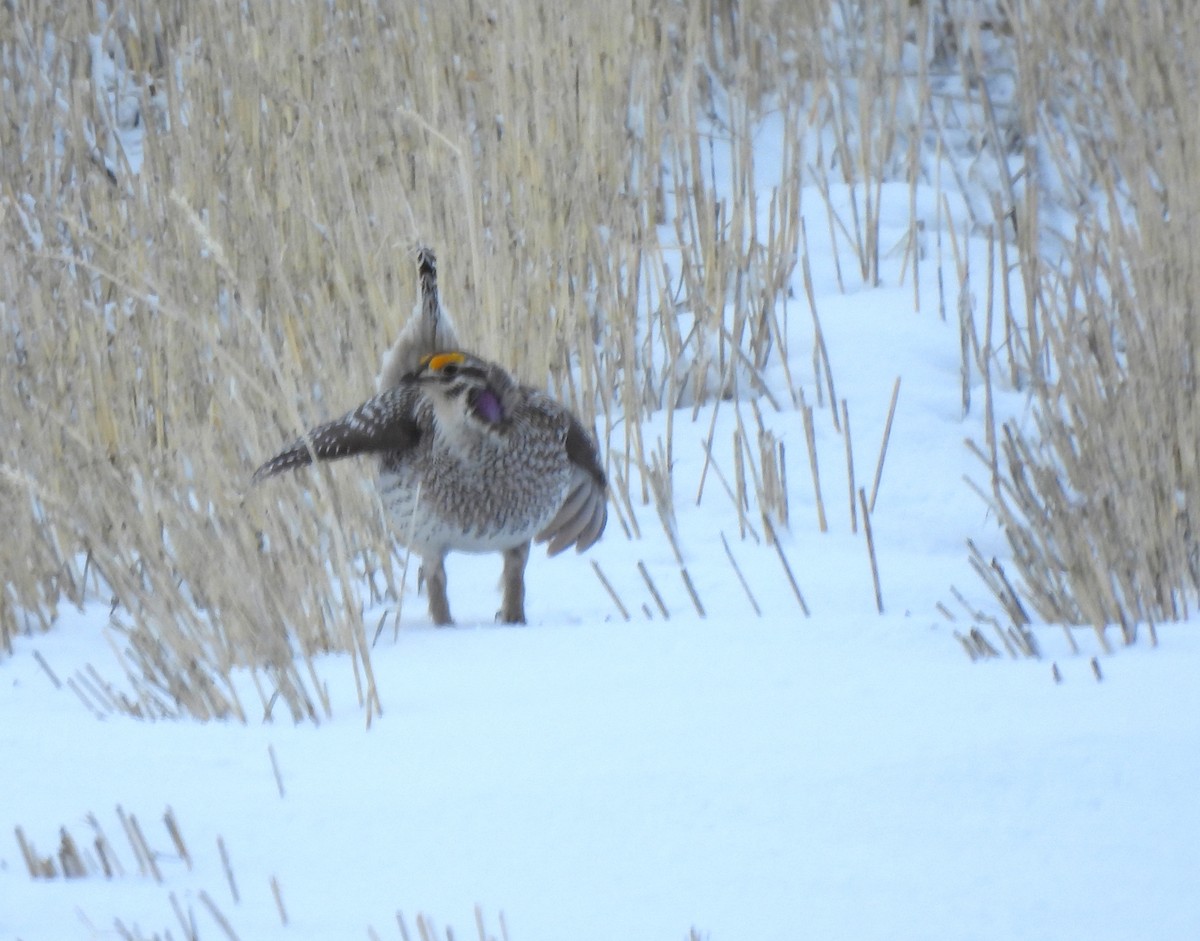 Sharp-tailed Grouse - ML320726461