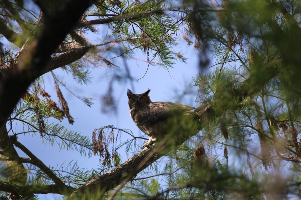 Great Horned Owl - ML320730791