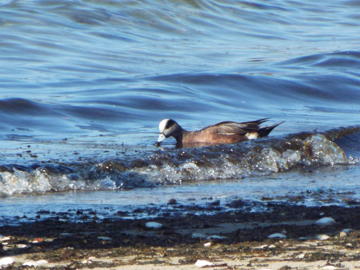 American Wigeon - ML320731591