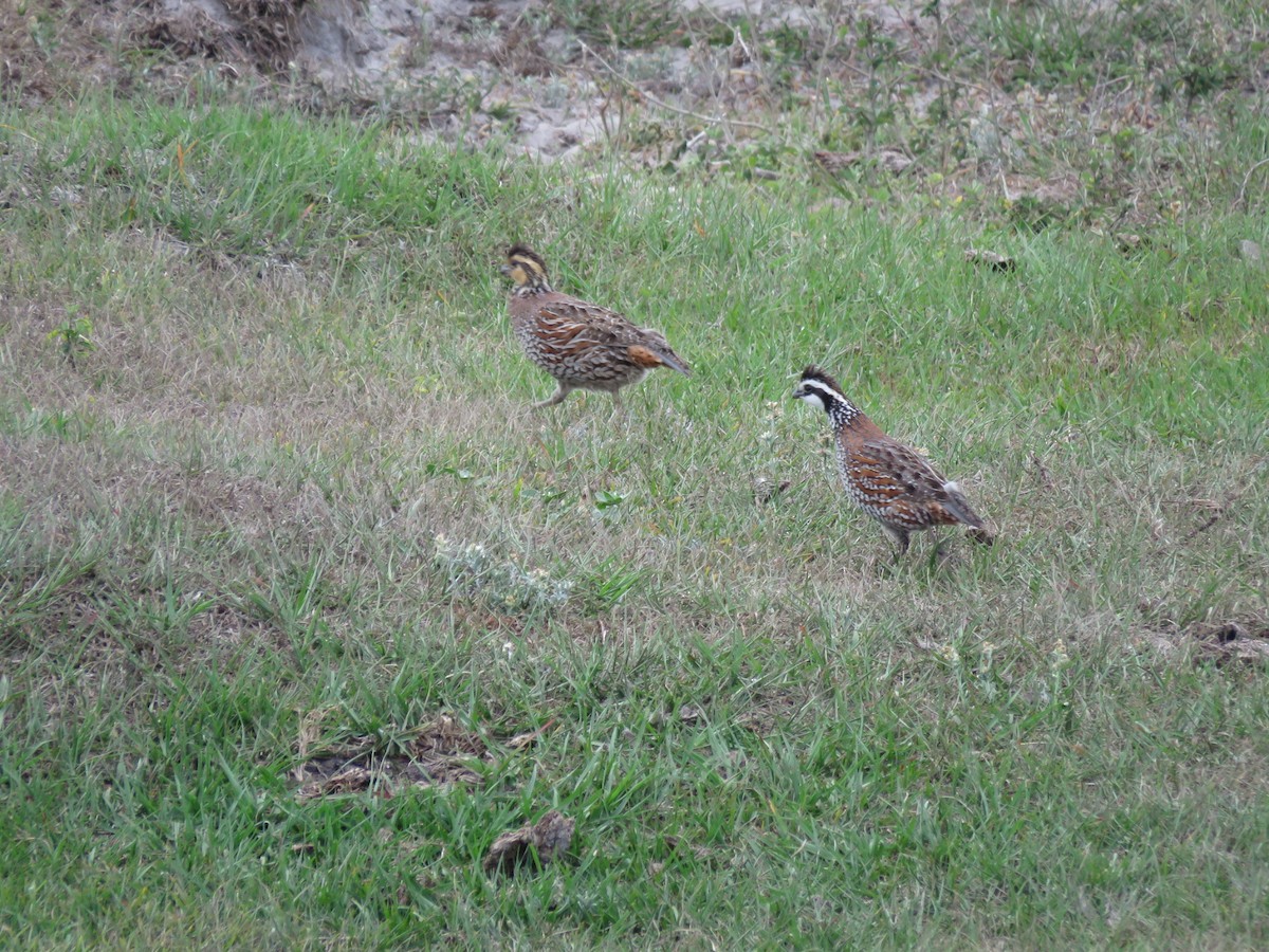 Northern Bobwhite - ML320733591