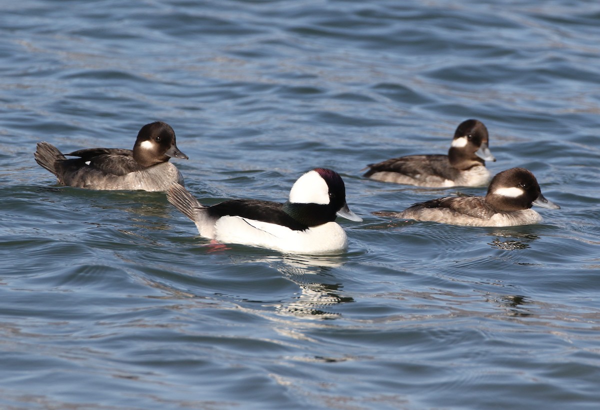 Bufflehead - Mike "mlovest" Miller