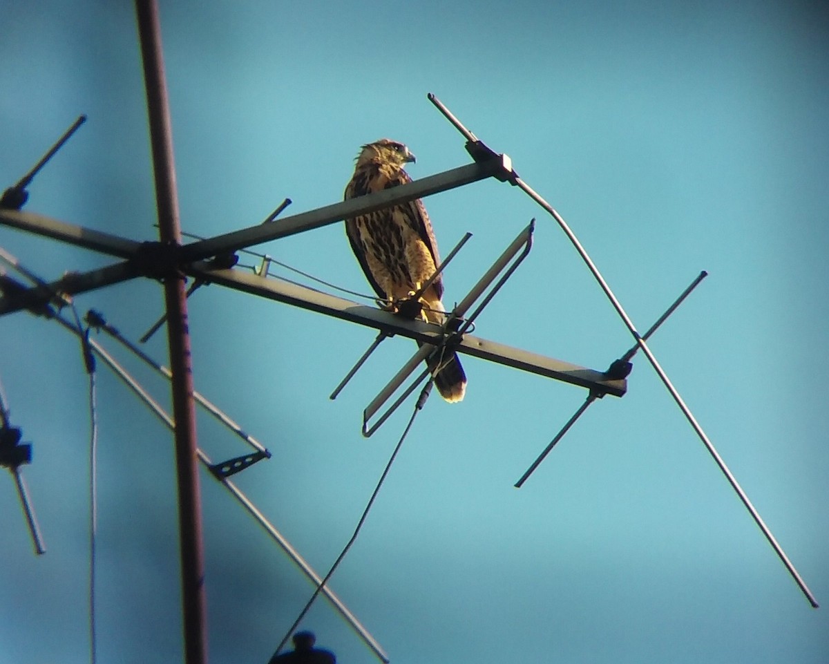 Harris's Hawk - ML320740231